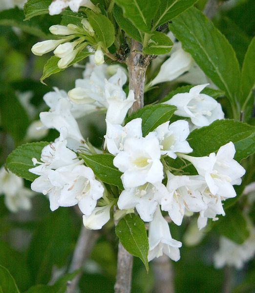 Weigela ‘Candida’ 